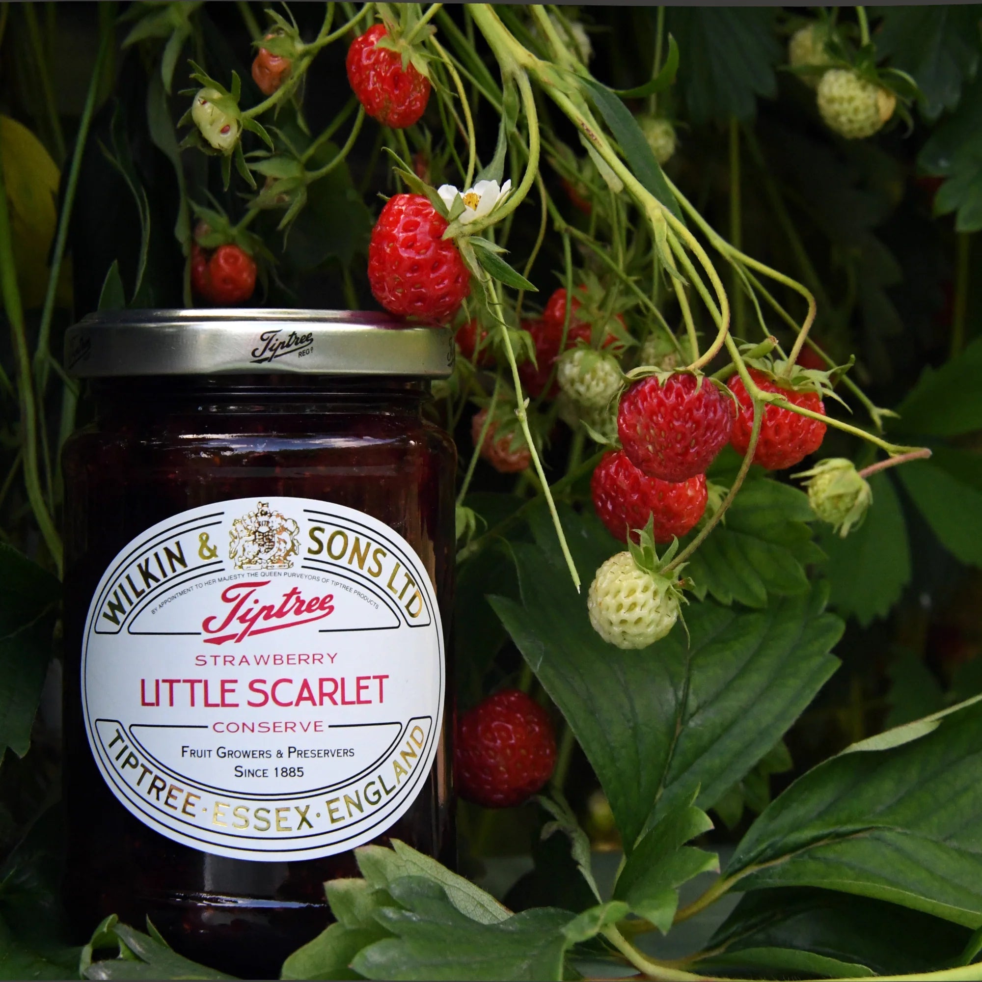 Tiptree Little Scarlet Strawberry Conserve 340g